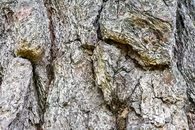 Free download Wood Texture Rough -  free free photo or picture to be edited with GIMP online image editor