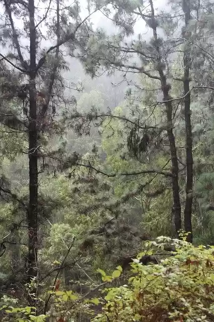 Free download Wood Tree Trees -  free free photo or picture to be edited with GIMP online image editor