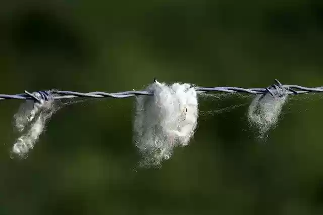 Free download Wool Sheep Livestock -  free photo or picture to be edited with GIMP online image editor