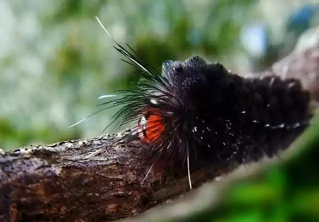 Free download Worm Larva Caterpillar -  free photo or picture to be edited with GIMP online image editor
