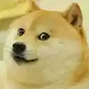 WOWDOGE Reactions  screen for extension Chrome web store in OffiDocs Chromium