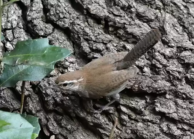 wren bird nature wildlife animal - Wrenbirdnaturewildlifeanimal .webp