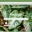 Xanthosoma  screen for extension Chrome web store in OffiDocs Chromium