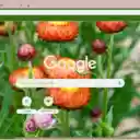 Xerochrysum  screen for extension Chrome web store in OffiDocs Chromium
