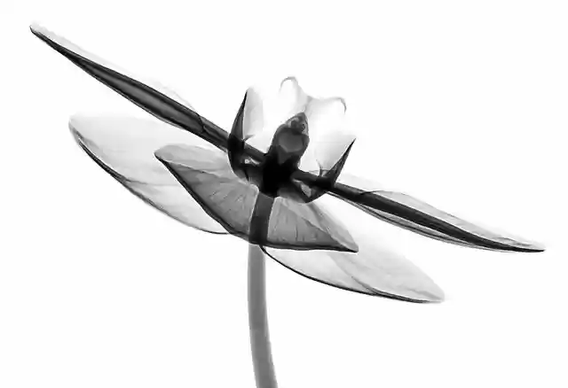 Free download Xray Flower Orchid -  free illustration to be edited with GIMP free online image editor