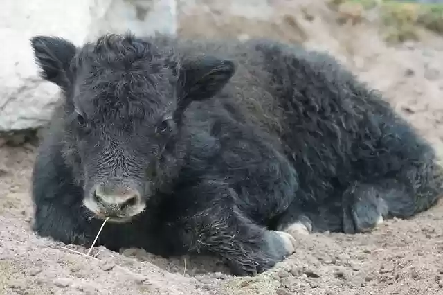 Free download yak beef domestic cattle free picture to be edited with GIMP free online image editor