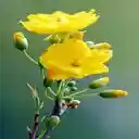 yellow apricot flower wallpaper  screen for extension Chrome web store in OffiDocs Chromium