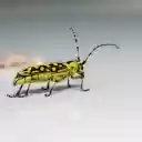 Yellow Beetle  screen for extension Chrome web store in OffiDocs Chromium