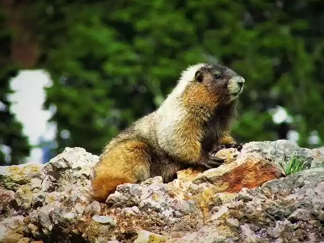Free download Yellow-Bellied Marmot -  free photo or picture to be edited with GIMP online image editor