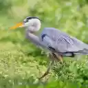 Yellow billed gray heron  screen for extension Chrome web store in OffiDocs Chromium