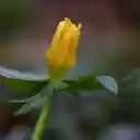Yellow buds  screen for extension Chrome web store in OffiDocs Chromium