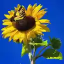 Yellow butterfly perches on sunflowers wallpaper  screen for extension Chrome web store in OffiDocs Chromium