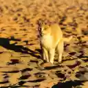 Yellow cat in the sand  screen for extension Chrome web store in OffiDocs Chromium