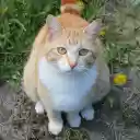 Yellow cat with white collar  screen for extension Chrome web store in OffiDocs Chromium