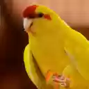 Yellow cheeked parrot  screen for extension Chrome web store in OffiDocs Chromium