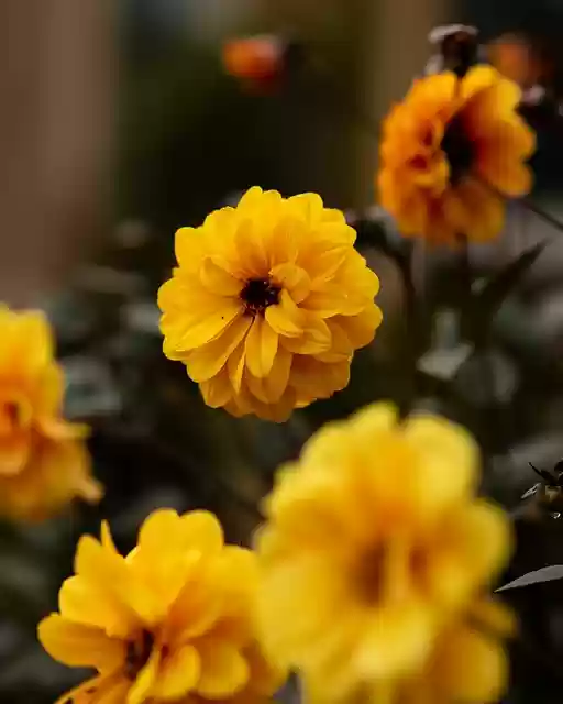 Free download yellow dahlia flower botany garden free picture to be edited with GIMP free online image editor