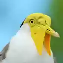 Yellow faced bird  screen for extension Chrome web store in OffiDocs Chromium