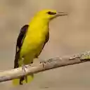 yellow feather bird wallpaper  screen for extension Chrome web store in OffiDocs Chromium