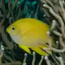 Yellow Fish  screen for extension Chrome web store in OffiDocs Chromium