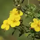 Yellow five petaled flowers  screen for extension Chrome web store in OffiDocs Chromium