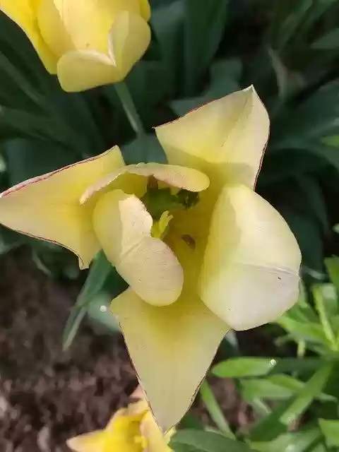 YellowFlower  screen for extension Chrome web store in OffiDocs Chromium