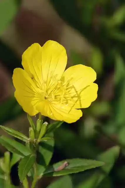 Free download Yellow Flower Bloom -  free photo or picture to be edited with GIMP online image editor