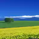 yellow flower field wallpaper  screen for extension Chrome web store in OffiDocs Chromium