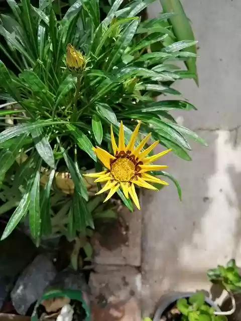 Free download Yellow Flower Floral -  free photo or picture to be edited with GIMP online image editor