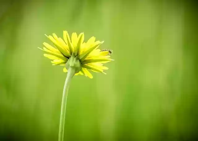 Free download Yellow Flower Green Background free photo template to be edited with GIMP online image editor