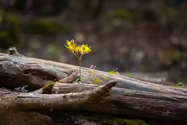 Free download yellow flower nature forest woods free picture to be edited with GIMP free online image editor