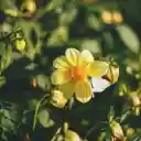 Yellow Flower Plant  screen for extension Chrome web store in OffiDocs Chromium