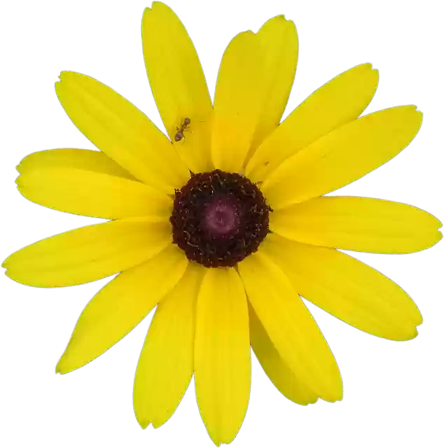 Free download Yellow Flower Rudbeckia -  free photo or picture to be edited with GIMP online image editor