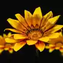 Yellow flowers bloom brightly  screen for extension Chrome web store in OffiDocs Chromium