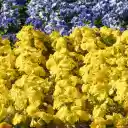 Yellow flowers, blue flowers  screen for extension Chrome web store in OffiDocs Chromium