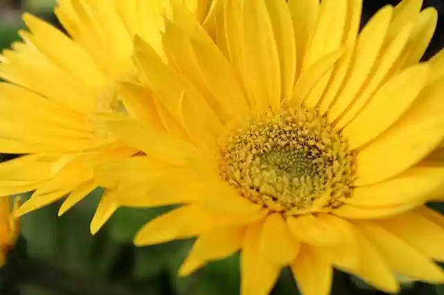 Free download Yellow Flowers Close-Up -  free photo or picture to be edited with GIMP online image editor