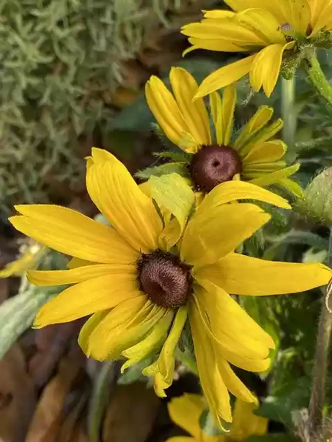 Free download Yellow Flowers Daisy -  free free photo or picture to be edited with GIMP online image editor