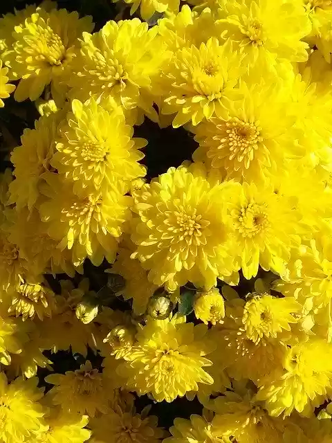 Bezpłatne pobieranie Yellow Flowers Mums - bezpłatne zdjęcie lub obraz do edycji za pomocą internetowego edytora obrazów GIMP