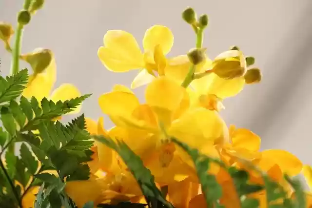Free download Yellow Flowers Photos -  free photo or picture to be edited with GIMP online image editor