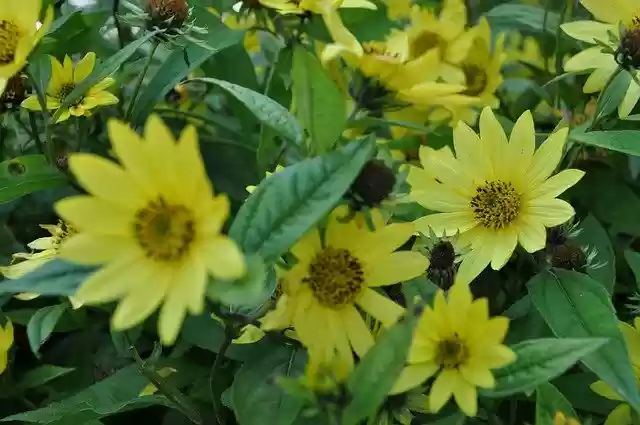 Free download Yellow Flower Summer -  free photo or picture to be edited with GIMP online image editor