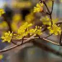 Yellow flowers welcome spring  screen for extension Chrome web store in OffiDocs Chromium