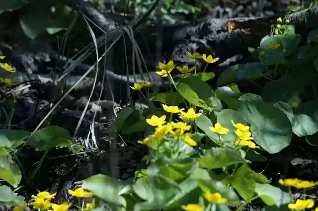 Free download Yellow Flower Under Wood -  free free photo or picture to be edited with GIMP online image editor