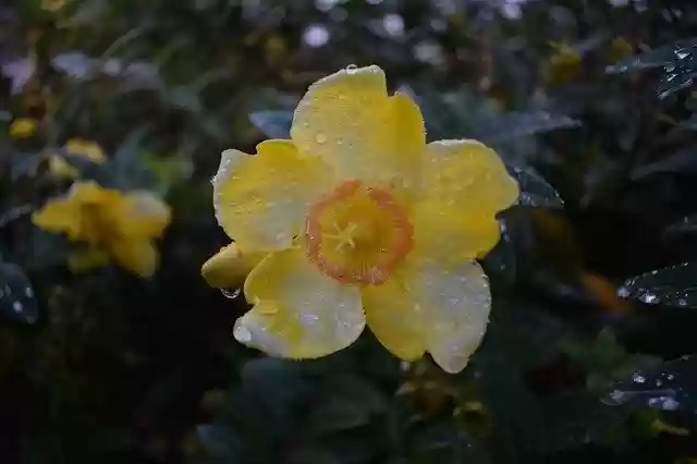 Free download Yellow Flower Water -  free photo or picture to be edited with GIMP online image editor