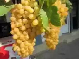 Free download Yellow grapes, green leaves - photo free photo or picture to be edited with GIMP online image editor