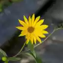 Yellow Grass Flower  screen for extension Chrome web store in OffiDocs Chromium