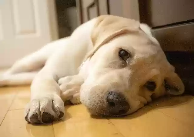 Free download Yellow Labrador Retriever Dog -  free photo or picture to be edited with GIMP online image editor