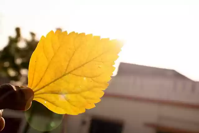 Free download yellow leaf autumn leaf nature free picture to be edited with GIMP free online image editor