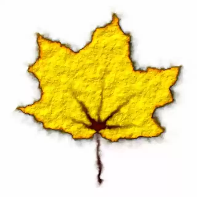 Free download Yellow Leaf Fall Autumn -  free illustration to be edited with GIMP free online image editor