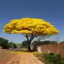 Yellow leaf tree wallpaper  screen for extension Chrome web store in OffiDocs Chromium