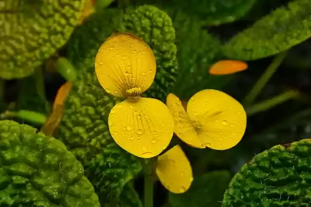 免费下载黄叶自然 - 使用 GIMP 在线图像编辑器编辑的免费照片或图片