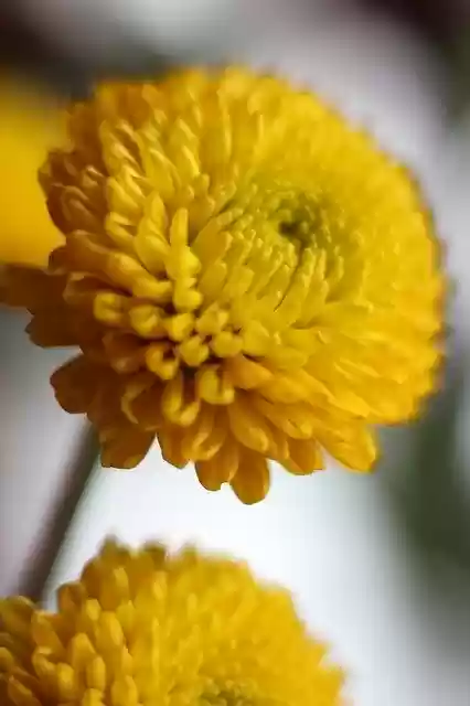 Free download Yellow Mum Bloom -  free photo or picture to be edited with GIMP online image editor